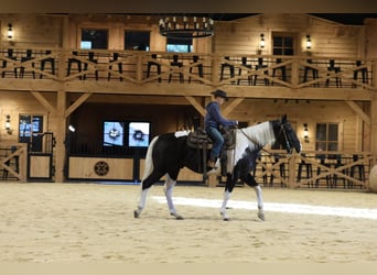 Caballo cuarto de milla, Caballo castrado, 5 años, Pío