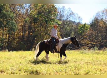 Caballo cuarto de milla, Caballo castrado, 5 años, Pío