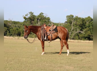 Caballo cuarto de milla, Caballo castrado, 5 años, Rabicano