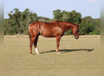 Caballo cuarto de milla, Caballo castrado, 5 años, Rabicano