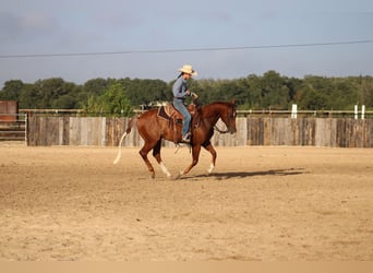Caballo cuarto de milla, Caballo castrado, 5 años, Rabicano