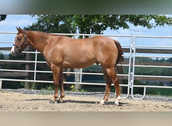 Caballo cuarto de milla, Caballo castrado, 5 años, Red Dun/Cervuno