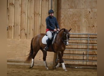 Caballo cuarto de milla, Caballo castrado, 5 años, Red Dun/Cervuno