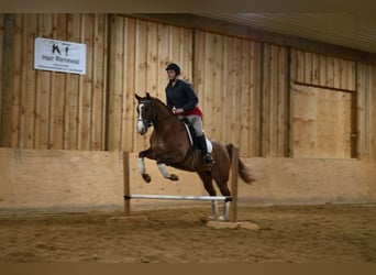 Caballo cuarto de milla, Caballo castrado, 5 años, Red Dun/Cervuno