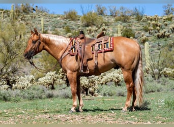 Caballo cuarto de milla, Caballo castrado, 5 años, Red Dun/Cervuno