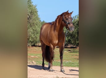 Caballo cuarto de milla, Caballo castrado, 5 años, Red Dun/Cervuno