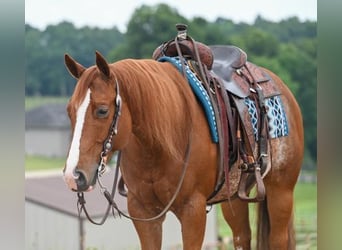 Caballo cuarto de milla, Caballo castrado, 5 años, Ruano alazán