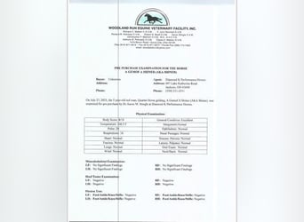 Caballo cuarto de milla, Caballo castrado, 5 años, Ruano alazán