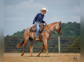 Caballo cuarto de milla, Caballo castrado, 5 años, Ruano alazán