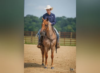 Caballo cuarto de milla, Caballo castrado, 5 años, Ruano alazán