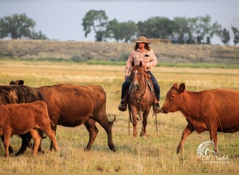 Caballo cuarto de milla, Caballo castrado, 5 años, Ruano alazán