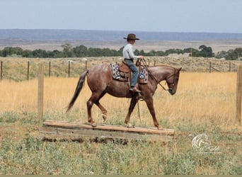 Caballo cuarto de milla, Caballo castrado, 5 años, Ruano alazán