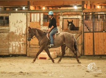 Caballo cuarto de milla, Caballo castrado, 5 años, Ruano alazán