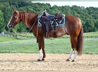 Caballo cuarto de milla, Caballo castrado, 5 años, Ruano alazán