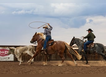 Caballo cuarto de milla, Caballo castrado, 5 años, Ruano alazán