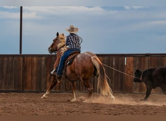 Caballo cuarto de milla, Caballo castrado, 5 años, Ruano alazán