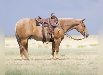 Caballo cuarto de milla, Caballo castrado, 5 años, Ruano alazán