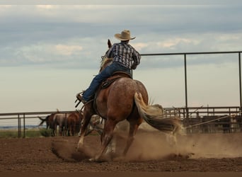 Caballo cuarto de milla, Caballo castrado, 5 años, Ruano alazán