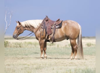 Caballo cuarto de milla, Caballo castrado, 5 años, Ruano alazán