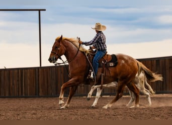 Caballo cuarto de milla, Caballo castrado, 5 años, Ruano alazán