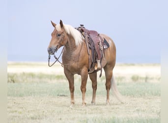 Caballo cuarto de milla, Caballo castrado, 5 años, Ruano alazán