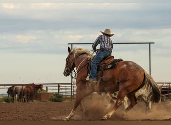 Caballo cuarto de milla, Caballo castrado, 5 años, Ruano alazán