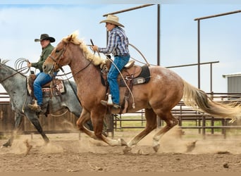 Caballo cuarto de milla, Caballo castrado, 5 años, Ruano alazán