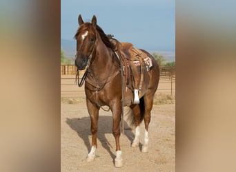 Caballo cuarto de milla, Caballo castrado, 5 años, Ruano alazán