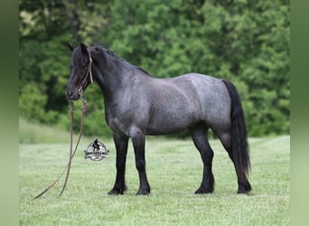 Caballo cuarto de milla, Caballo castrado, 5 años, Ruano azulado