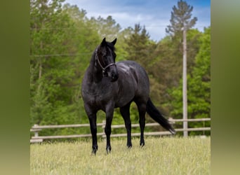 Caballo cuarto de milla, Caballo castrado, 5 años, Ruano azulado