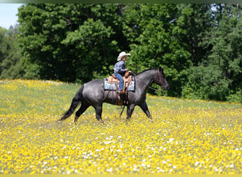 Caballo cuarto de milla, Caballo castrado, 5 años, Ruano azulado