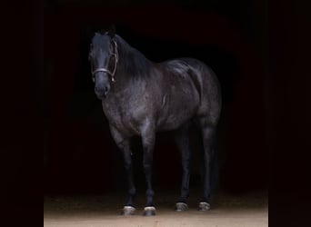 Caballo cuarto de milla, Caballo castrado, 5 años, Ruano azulado