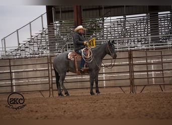 Caballo cuarto de milla, Caballo castrado, 5 años, Ruano azulado