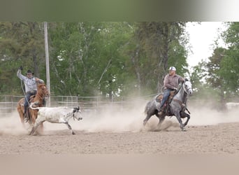 Caballo cuarto de milla, Caballo castrado, 5 años, Tordo
