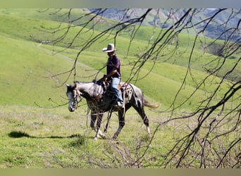 Caballo cuarto de milla, Caballo castrado, 5 años, Tordo