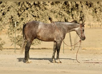 Caballo cuarto de milla, Caballo castrado, 5 años, Tordo