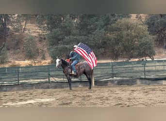 Caballo cuarto de milla, Caballo castrado, 5 años, Tordo