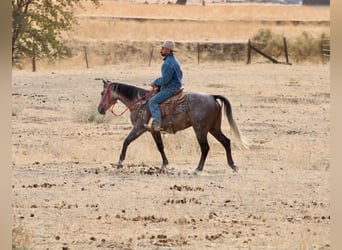 Caballo cuarto de milla, Caballo castrado, 5 años, Tordo