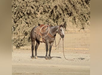 Caballo cuarto de milla, Caballo castrado, 5 años, Tordo