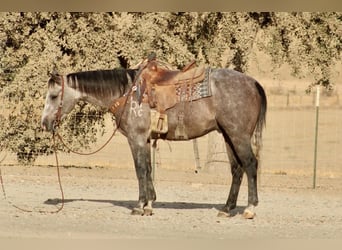 Caballo cuarto de milla, Caballo castrado, 5 años, Tordo