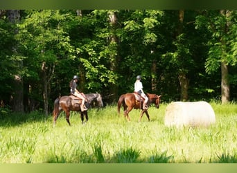 Caballo cuarto de milla, Caballo castrado, 5 años, Tordo