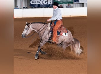 Caballo cuarto de milla, Caballo castrado, 5 años, Tordo