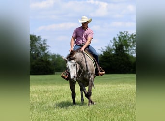 Caballo cuarto de milla, Caballo castrado, 5 años, Tordo