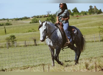 Caballo cuarto de milla, Caballo castrado, 5 años, Tordo rodado