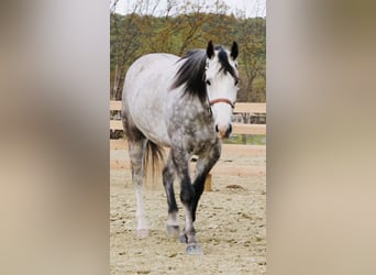 Caballo cuarto de milla, Caballo castrado, 5 años, Tordo rodado