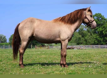 Caballo cuarto de milla, Caballo castrado, 6 años, 124 cm, Champán