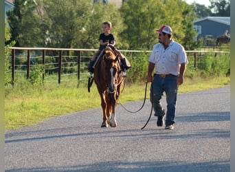 Caballo cuarto de milla, Caballo castrado, 6 años, 130 cm, Alazán-tostado
