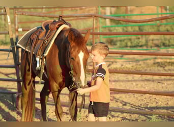 Caballo cuarto de milla, Caballo castrado, 6 años, 130 cm, Alazán-tostado
