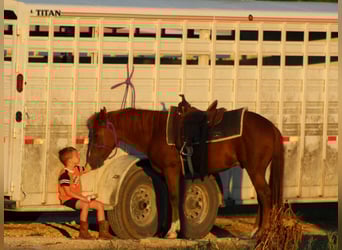 Caballo cuarto de milla, Caballo castrado, 6 años, 130 cm, Alazán-tostado