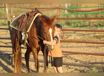 Caballo cuarto de milla, Caballo castrado, 6 años, 130 cm, Alazán-tostado